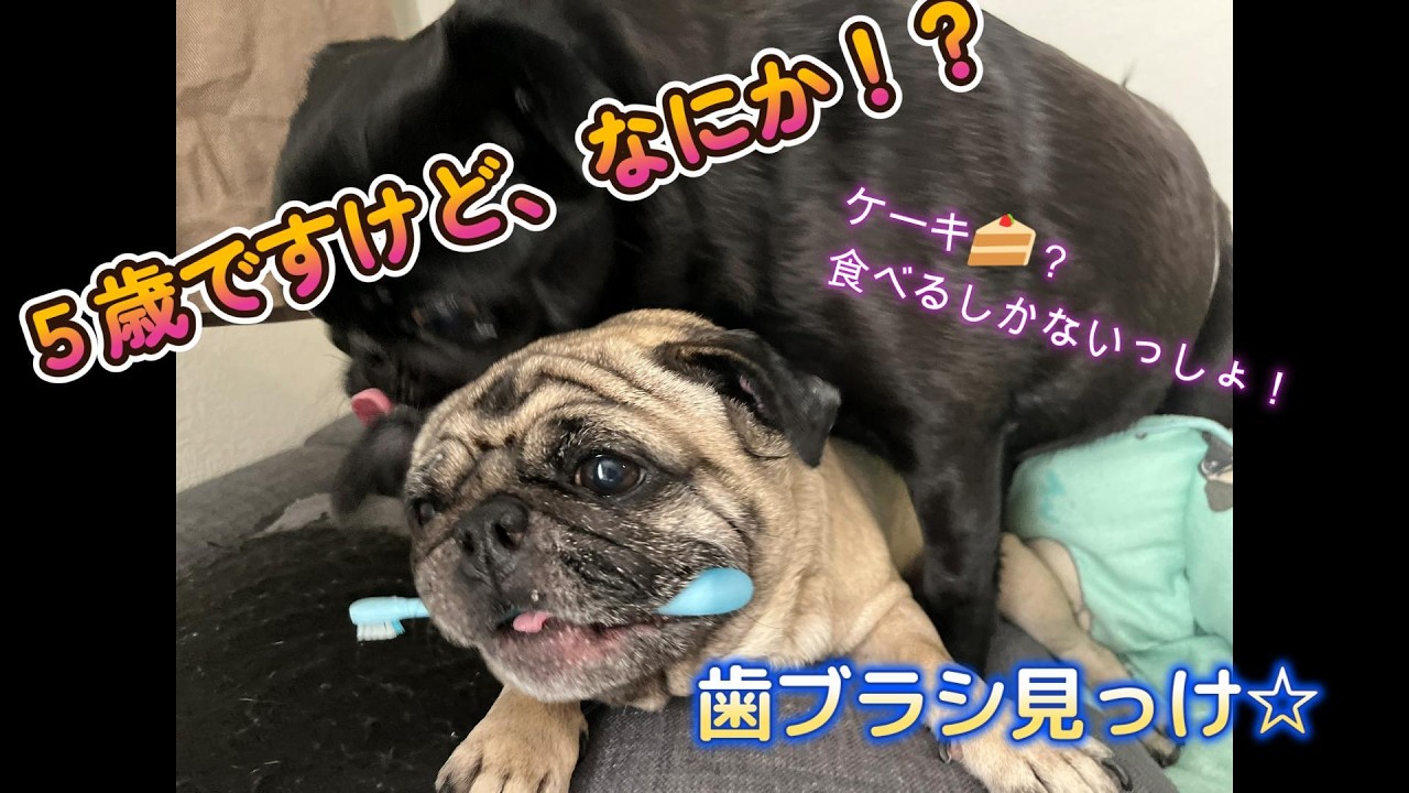 すももの５歳誕生日＃パグ＃５歳＃おめでとう