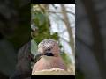 Eurasian jay - filmed on Iphone 17 pro max