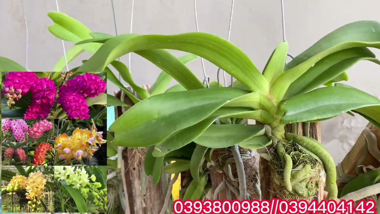 Denro khủng các loại 12k/ chậu bao ship, denro mít... - youtube