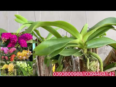 Video Denro khủng các loại 12k/ chậu bao ship, denro mít... - youtube