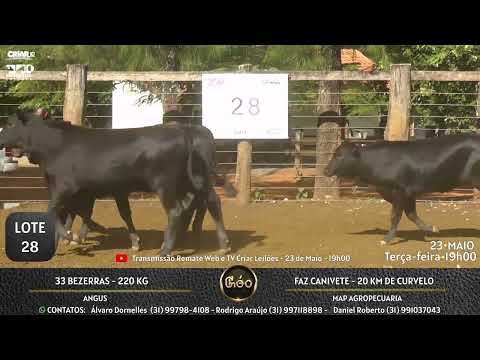 Lote 28