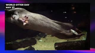 May 27 World Otter Day