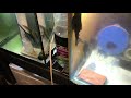 breeding colony L128 blue phantoms 3 female, 2 male , 5 to 7 inch &pound;250 @ Cheshire Oaks discus fish