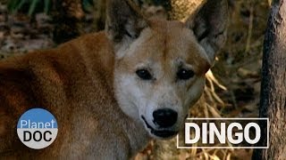 The Dingo´s Strength | Nature - Planet Doc Full Documentaries