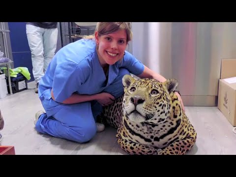 Беременная самка ягуара убила двух детёнышей, но случилось то, что вселяет надежду в ветеринаров!