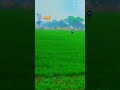 #shortvideo #farming #viralvideo #vlog