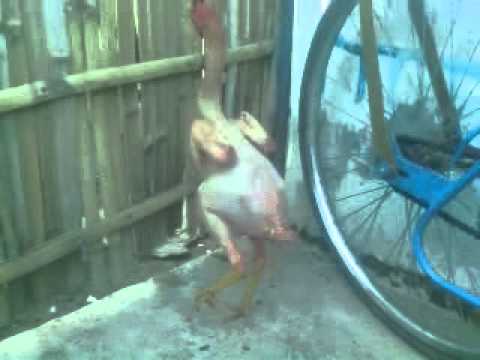 ayam kampus telanjang.3gp - YouTube