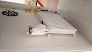 Vokallik Yapan Kedi Son Bakış