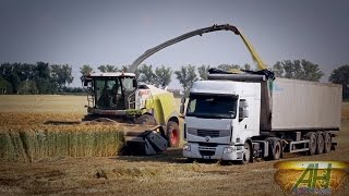 New Claas Jaguar 980 (2015) at work with Domai MPD 611 |SILAGE SEASON 2015|