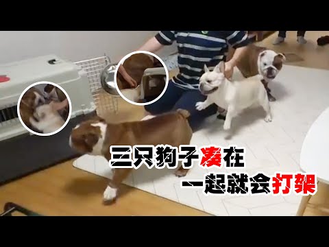 Vidéo: Epic Tantrum de Frenchie Puppy est trop mignon pour être efficace
