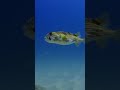 Is this puffer fish missing an eye? #nature #ocean #underwater #pufferfish #colorcorrection