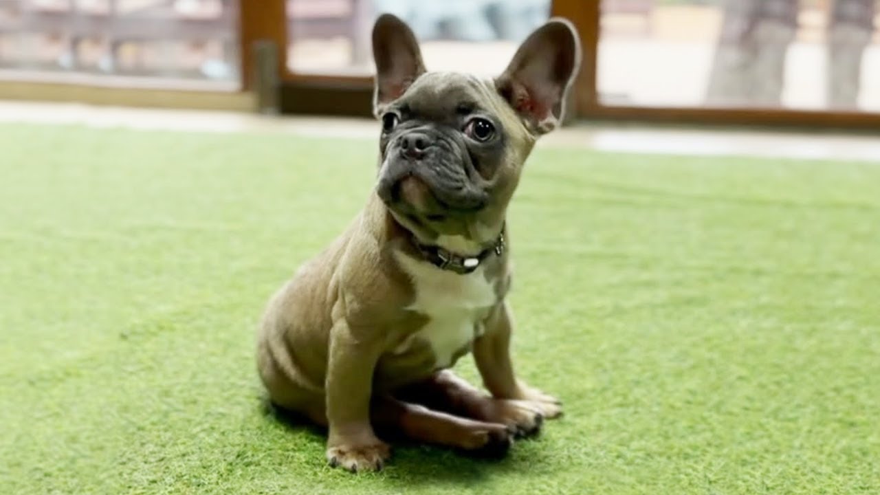 A Tiny Puppy Fights to Walk Again After Facing a Life-Changing Spinal Condition