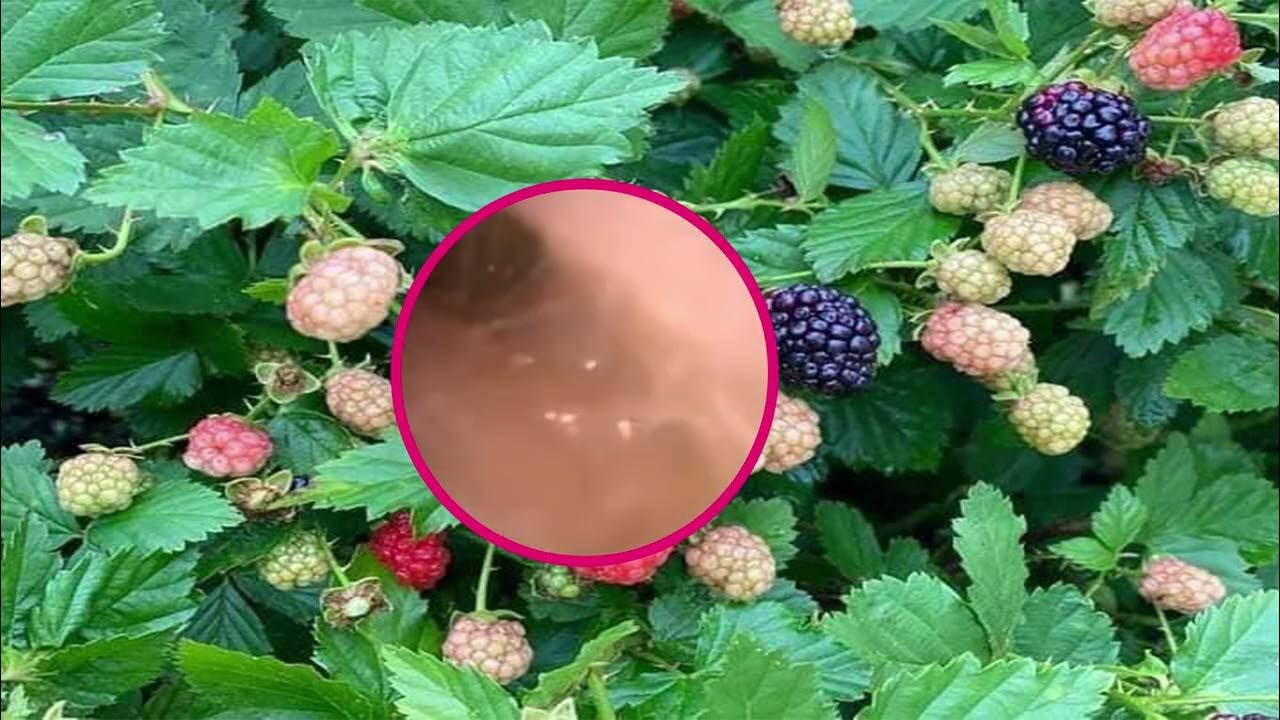 How To removal earwax at home with hydrogen peroxide .ear wax removal