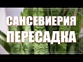 САНСЕВИЕРИЯ ПРЕСАДКА. Как пересаживать сансевьеру