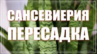 видео: САНСЕВИЕРИЯ ПРЕСАДКА. Как пересаживать сансевьеру картинка: САНСЕВИЕРИЯ ПРЕСАДКА. Как пересаживать сансевьеру
