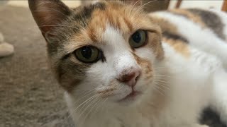 …別に待ってた訳じゃないけど。と猫が朝からツンデレを出してきた。