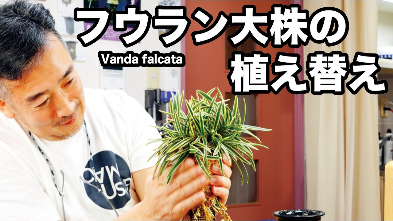 そろそろ適期 フウラン大株植替えtokyo酒田編 Youtube