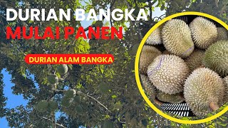 Download Lagu DURIAN PULAU BANGKA MP3