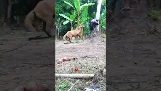 Putra Wawo Stable Breeding #horse #cute #animals #anime #art #trending #funny #family #edit #viral