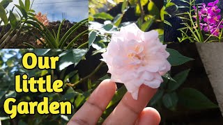 Our little Garden | Orchids, Roses and Fruit Trees | Province Life | Vlog#43 | Simple Ija