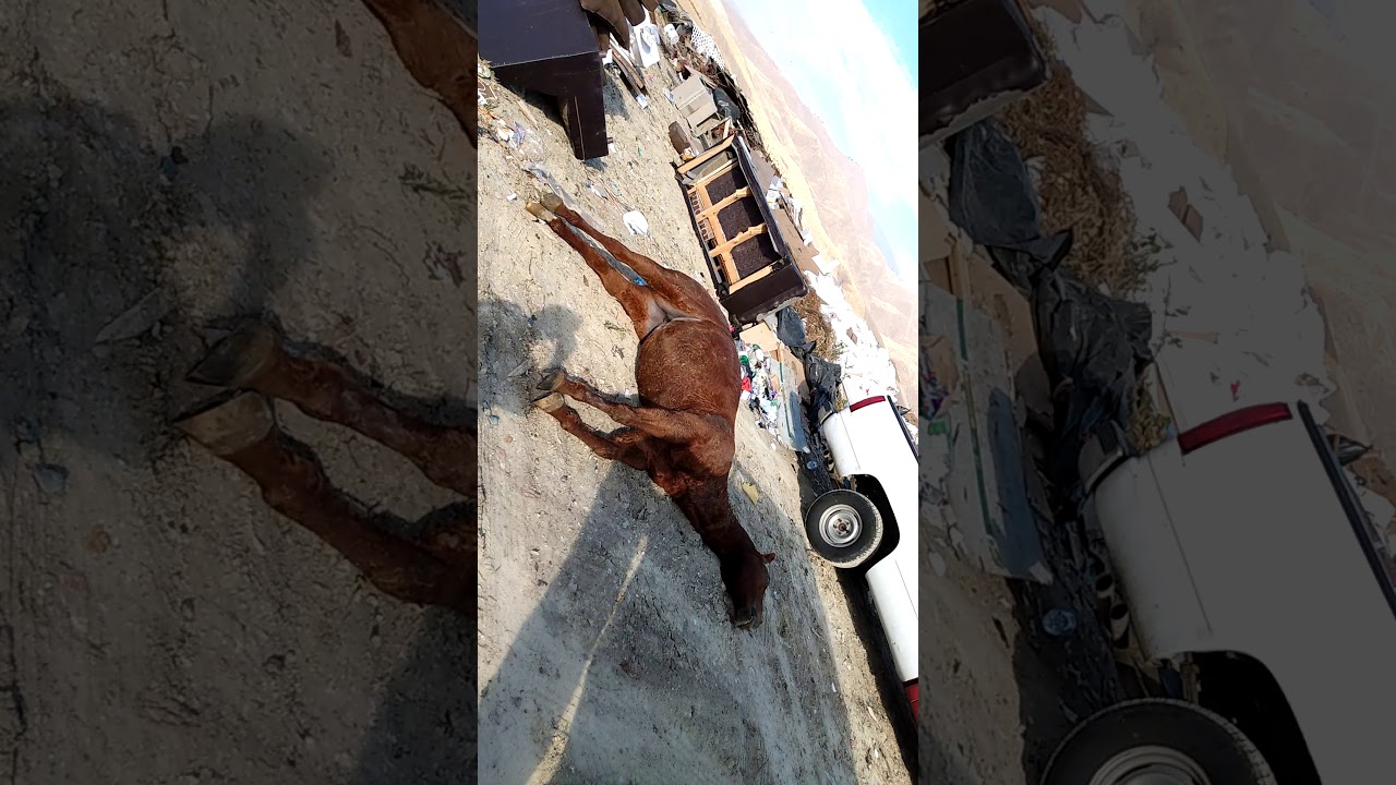 A day at the Bakersfield Dump YouTube