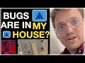 THERES MORE INSECTS IN YOUR HOUSE THAN YOU THINK CATCH BUGS IN YOUR HOUSE DIDNT KNOW WERE THERE FWM