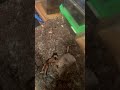 King Baboon tarantula (female) take down