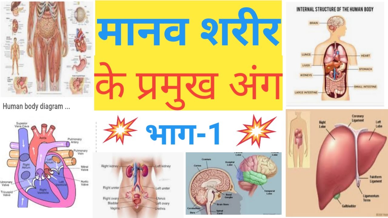 मानव शरीर!मानव शरीर के प्रमुख अंग!human body organs!मानव शारीर