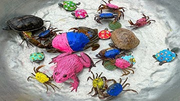 Kem Ốc và cua Chanel lái xe công nông bắt con cua xanh hồng, con ếch xanh, nòng nọc, rùa, con cá.