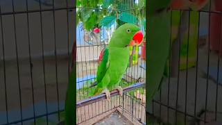 Animals Sall.