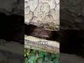 Mein Bruder hat einen Baum mit Löchern entdeckt. #brüder #bauernhof #wald #baum #loch #vlog