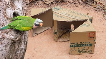 Best Unique Parrot Trap Make From Cardboard Box | Creative Quick Bird Trap Easy