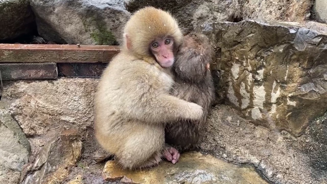 ある赤ちゃんザルの一年