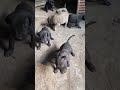 #puppy #cute #petlover