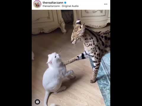 Serval says they are friends