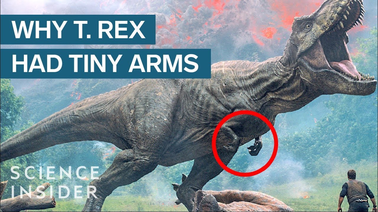 Where Did T Rex's Tiny Arms Come From? - YouTube