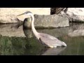 Great Blue Heron Swallows Crawfish