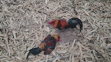 Dib qaib qus lom zem 05/04/2025