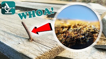 RUST / KALAWANG - Under The Microscope