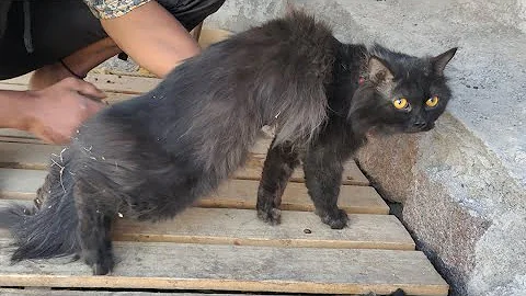 Watch the video about 9010590117 | cross Persian kittens for sale in Hyderabad Jalpally | saste Persian cats | black cat