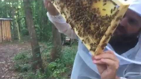 Beekeeper Mistake:::Moving a Queen when splitting