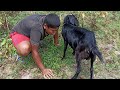 Amazing Goat and Man Sex story