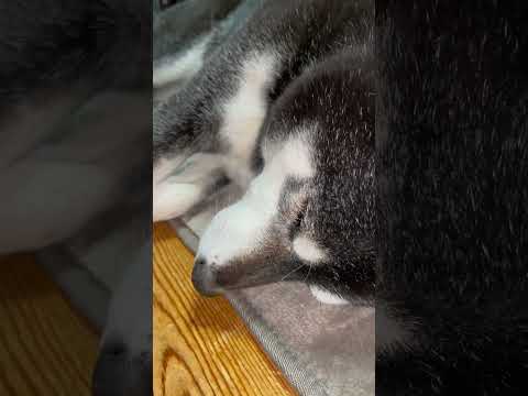 聞いてください！いびきかいてます(笑) | ASMR 柴犬 黒柴