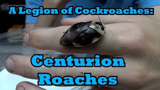 A Legion of Cockroaches: Centurion Roaches