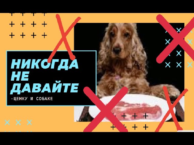 что вредно для собак