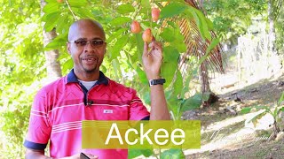 Conoce el Ackee | Plato tradicional Jamaiquino