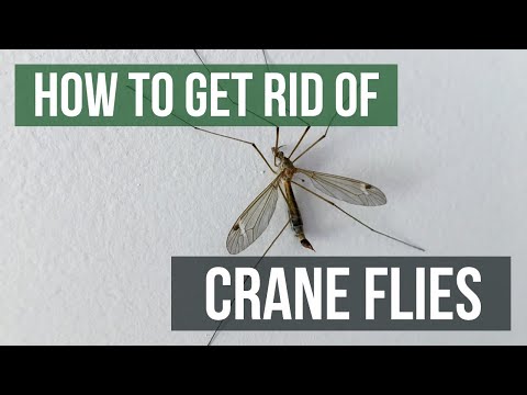 Видео: Crane Fly Control - Как избавиться от журавлиных мух на газоне