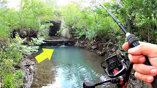 BIG FISH RESCUED FROM TINY PUDDLE!!! (New Pet)