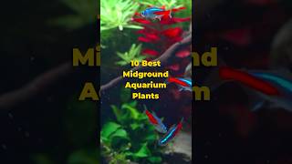10 Tanaman Akuarium Terbaik untuk Bagian Tengah Akuarium 🌱🐠 #shorts