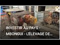 Investir au pays  mbongui  llevage des poulets  les avantages